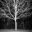 Picture of WINTER TREE SQUARE