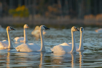 Picture of TRUMPETER SWANS-MAGNESS LAKE-ARKANSAS