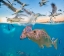 Picture of SNAPPER AND GULLS-CORAL COAST-WESTERN AUSTRALIA