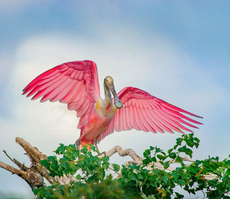 Picture of ROSEATE SPOONBILLS LANDING