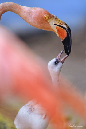 Picture of CARRIBEAN GREATER FLAMINGO WITH CHICK