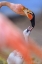 Picture of CARRIBEAN GREATER FLAMINGO WITH CHICK