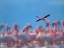 Picture of LESSER FLAMINGOS-LAKE BOGORIA-KENYA