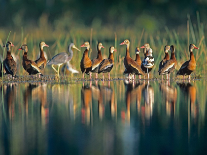Picture of BLACK-BELLIED WHISTLING DUCKS