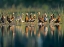 Picture of BLACK-BELLIED WHISTLING DUCKS