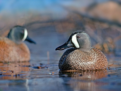 Picture of BLUE-WINGED TEALS
