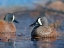 Picture of BLUE-WINGED TEALS