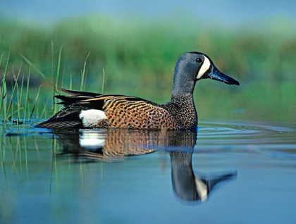 Picture of BLUE-WINGED TEAL