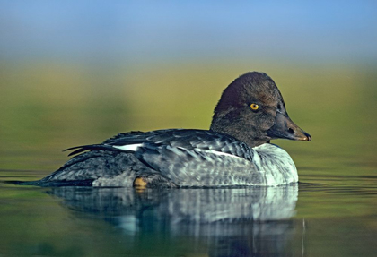 Picture of COMMON GOLDEN-EYE DUCK FEMALE