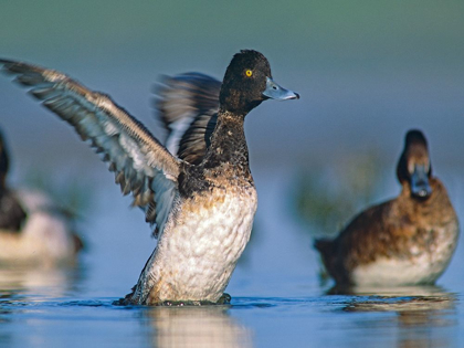 Picture of LESSER SCAUP DUCK I