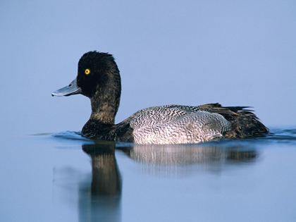 Picture of LESSER SCAUP DUCK II