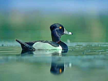 Picture of RING-NECKED DUCK