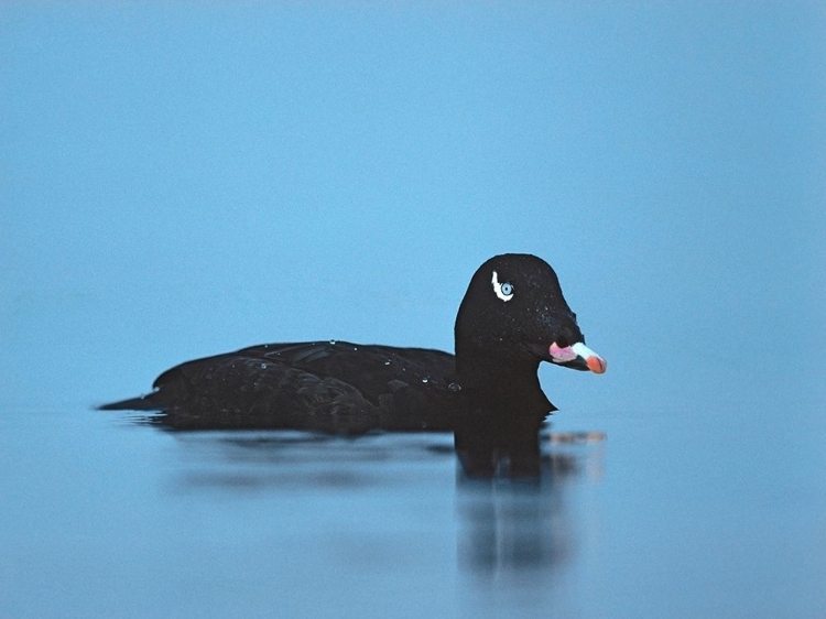 Picture of WHITE-WINGED SCOTER-ESQUIMALT LAGOON-BRITISH COLUMBIA