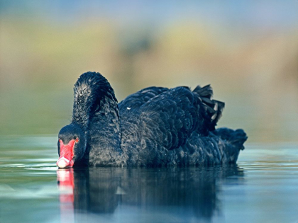 Picture of BLACK SWAN SIPPING WATER