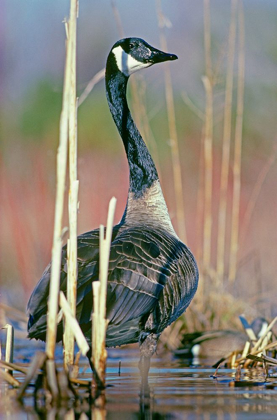 Picture of CANADA GOOSE I
