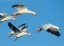 Picture of SNOW GEESE IN FLIGHT