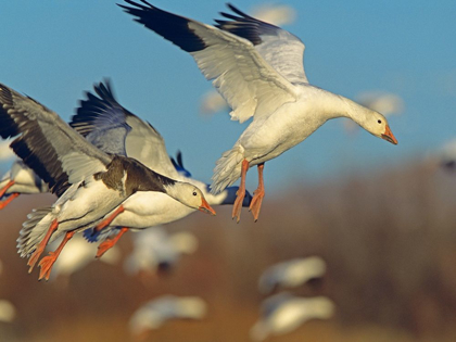 Picture of SNOW GEESE LANDING