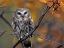 Picture of NORTHERN SAW-WHET OWL