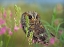 Picture of FLAMMULATED OWL II