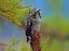 Picture of NORTHERN HAWK OWL