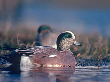 Picture of AMERICAN WIGEON DRAKE WITH HEN