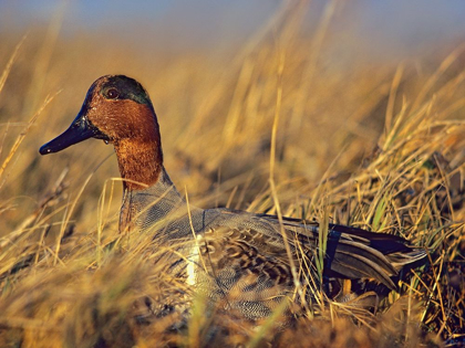 Picture of GREEN-WINGED TEAL DRAKE