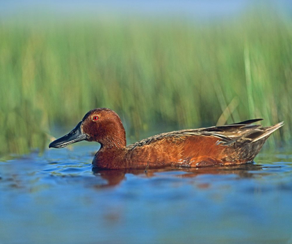 Picture of CINNAMON TEAL DRAKE