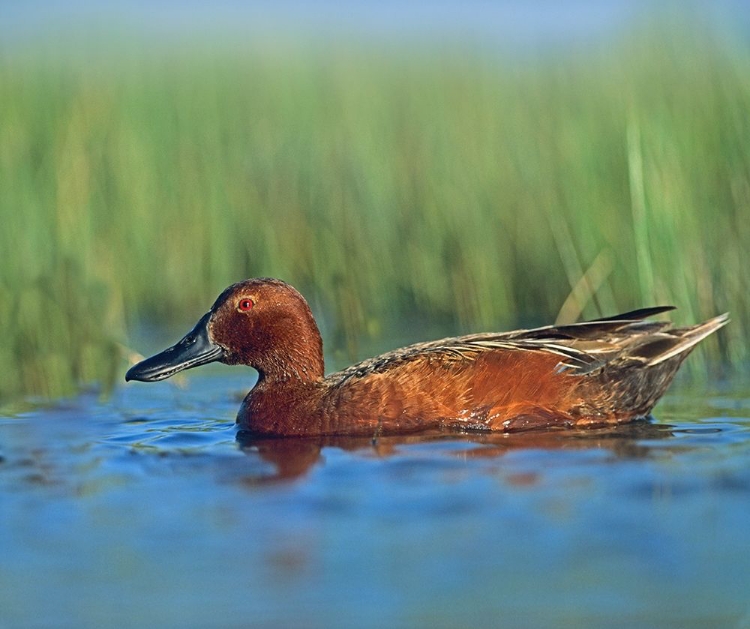 Picture of CINNAMON TEAL DRAKE