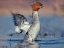 Picture of COMMON MERGANSER