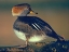 Picture of HOODED MERGANSER FEMALE