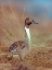 Picture of NORTHERN PINTAIL DRAKE