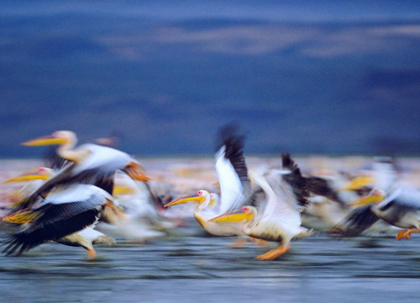 Picture of AFRICAN WHITE PELICANS