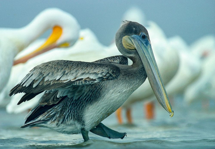 Picture of BROWN PELICAN WITH WHITE PELICANS