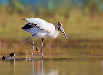 Picture of WOOD STORK