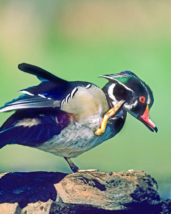 Picture of WOOD DUCK DRAKE SCRATCHING