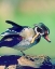 Picture of WOOD DUCK DRAKE SCRATCHING