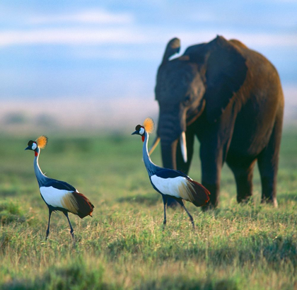 Picture of CROWNED CRANES WITH ELEPHANT-AMBOSELI NATIONAL PARK-KENYA