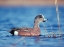 Picture of AMERICAN WIDGEON