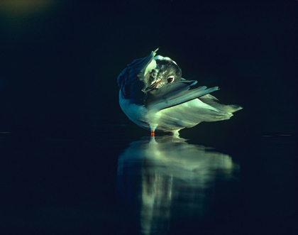 Picture of BONAPARTES GULL PREENING