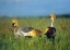 Picture of CROWNED CRANES-KENYA