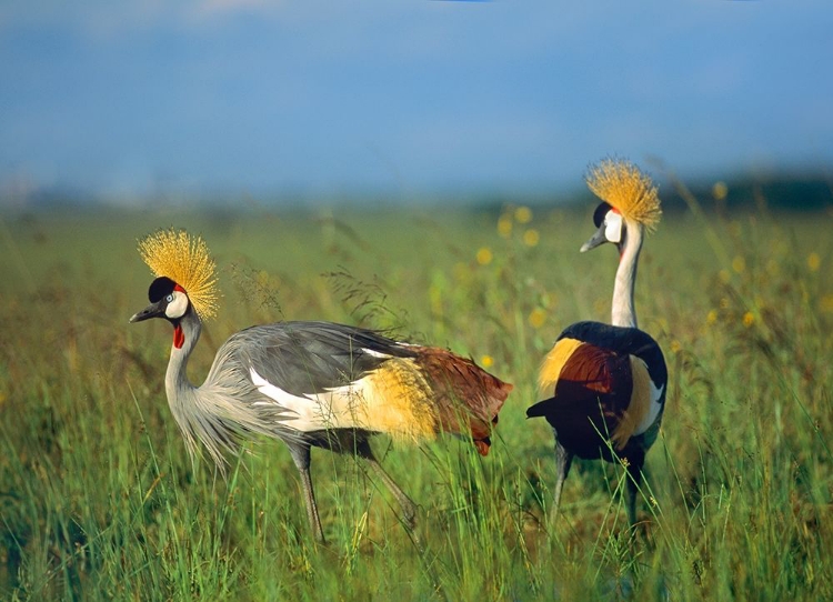 Picture of CROWNED CRANES-KENYA