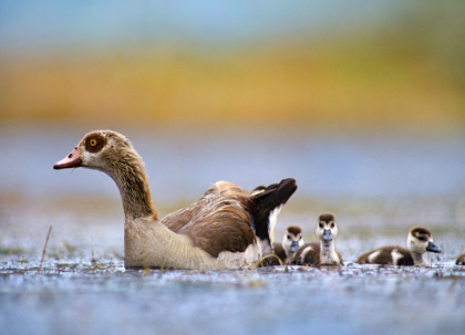 Picture of EGYPTIAN GOOSE WITH GOSLINGS-TANZANIA