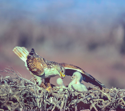 Picture of FERRUGINOUS HAWKS