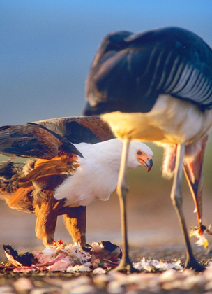 Picture of AFRICAN FISH EAGLE AND MARABOU OVER FLAMIGO CARCASS-KENYA