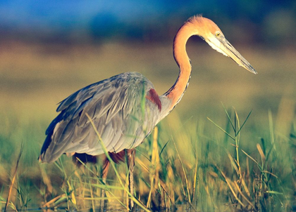 Picture of GOLIATH HERON
