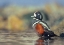 Picture of HARLEQUIN DUCK-WHITE ROCK BEACH-BRITISH COLUMBIA