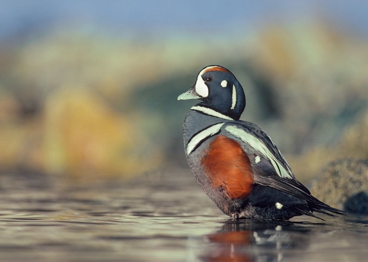 Picture of HARLEQUIN DUCK-WHITE ROCK BEACH-BRITISH COLUMBIA