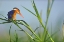 Picture of MALACHITE KINGFISHER FISHING-KENYA