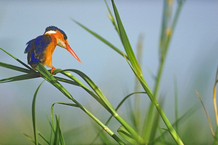 Picture of MALACHITE KINGFISHER FISHING-KENYA