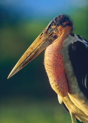 Picture of MARABOU STORK-KENYA I